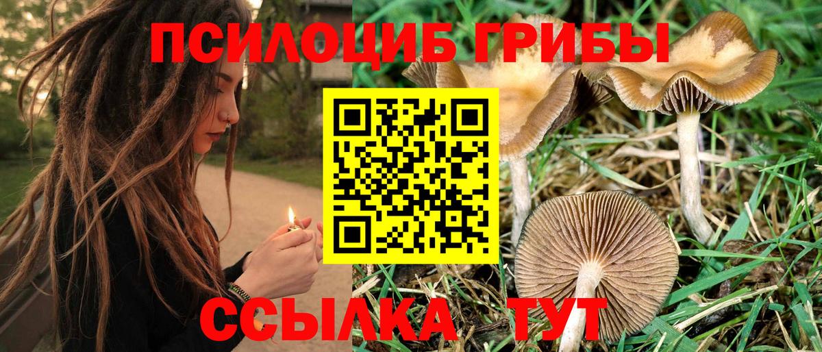 Мурино  Галлюциногенные грибы Cubensis  Вход с VPN 